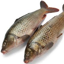 Biasanya jenis ikan hias akuarium merupakan ikan ramah lingkungan yang hidupnya di air tawar dimana tujuan dari pemeliharaan ikan ini sebagai hiasan atau memperindah ruang dan bukan untuk di konsumsi. 7 Jenis Ikan Air Tawar Yang Populer Untuk Dikonsumsi