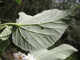 Image result for Dombeya torrida