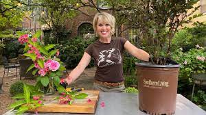 It's ok if you place the plant you received from us deep. sometimes, especially with the tree crapes, you have to plant them deep so they will stand up straight. How To Grow Crape Myrtle In A Container Delta Fusion Southern Living Plant Collection Youtube