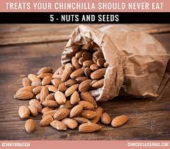 5 Treats Your Chinchilla Should Never Eat Health Benefits Of Almonds Almond Benefits Food