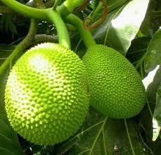 Di polinesia prancis, sukun adalah bagian penting untuk makanan dan kebudayaan mereka — sangat penting sampai ceritanya diabadikan dalam sejarah. Breadfruite Buah Sukun Steemit