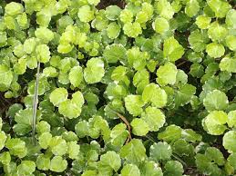 Image result for Hydrocotyle sibthorpioides