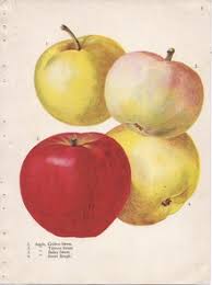 The best apples for drying by experience are fruits with a thin skin and a small seeds. List Of Apple Cultivars Wikipedia