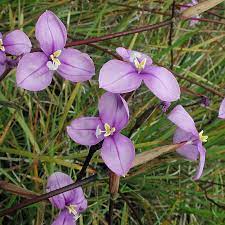 Patersonia Occidentalis Australian Wildflowers Flower Essences Hardy Plants