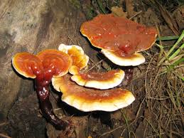 Image result for Ganoderma lucidum