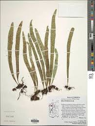 Image result for Lepisorus excavatus