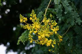 Image result for Caesalpinia ferrea