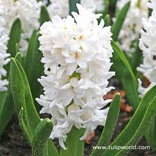 Forcing flower bulbs indoors is a great way to enjoy flowers during the cold months. Carnegie White Hyacinth Bulbs 8 Bulbs Walmart Com Walmart Com