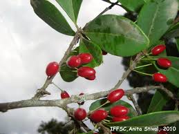 Image result for Erythroxylum zambesiacum