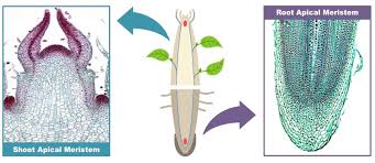 Plant stem cells are called meristems. Apical Growth Bioninja