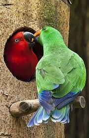 Small Green Bird With Red Spot On Head Pin By Judith Benedict On Bird Birds Beautiful Birds Pet Birds