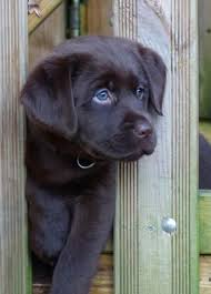 Puppies will not be due to stud dog having limited registration. Labradorwelpe Schaut Durch Einen Zaun Cute Animals Baby Animals Puppies