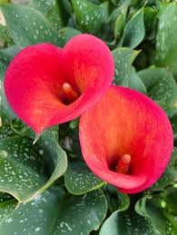 Image result for Rogiera amoena