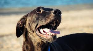 Labrador / great dane mix. Great Dane Mixes 20 Very Large Crossbreeds With Pictures