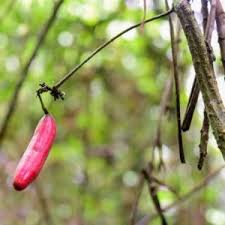 Image result for Grewia inaequilatera