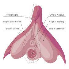 Clitoris Wikipedia