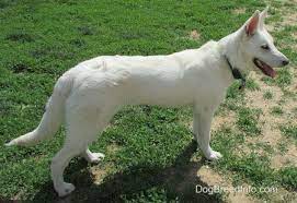 Eventually, white german shepherd dogs were officially recognized by the american kennel club (akc) as a separate breed. White Shepherds Are Courageous Keen Alert And Fearless They Are Cheerful Obedient And Eager To Learn Tranqui Shepherd Dog Breeds Dog Breeds White Shepherd