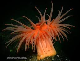 Image result for Actinanthella