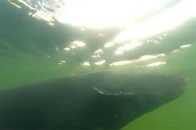 This applies to both animals and humans that suffered. What The Hell Is This Monstrous Fish Filmed In Radioactive Cooling Pools Of Chernobyl Daily Star