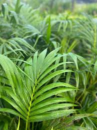 Image result for Howea