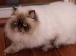 Himalayan Kittens For Sale In California