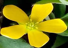Image result for Oxalis anthelmintica