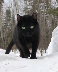 happy caturday from this giant snow panther black cat art black cat cat lovers