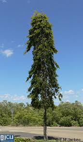 Image result for Cyanotis longifolia