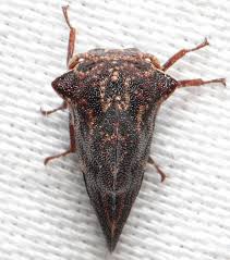 Image result for Linderniella trichotoma