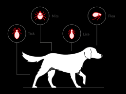 Image result for what do lice look like in dog fur