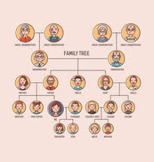 Family Pedigree Chart Vector Images 22