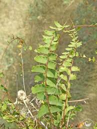 Image result for Adiantum incisum