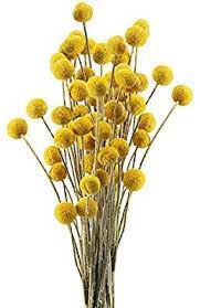 Amazon Com Huaesin 30pcs Natural Dried Flowers Craspedia Billy Balls Flowers Dried Billy Buttons Floral Bouquet Fo Dried Flowers Tall Vase Decor Billy Buttons