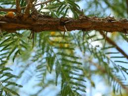Image result for Acacia davyi