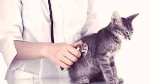 Yes, cats can die from breathig problems. Signs Of Congestive Heart Failure In Cats Petcarerx