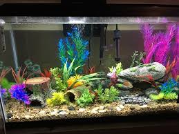 As well as plants it's also a nice idea to have some decorations for your tank as well. Is My Aquarium Too Crowded In Decor It Is A 29 Gallon The Pics Are Front My Aquarium Club