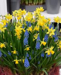 Grape Hyacinth And Daffodil Bulb Mix Bulb Flowers Spring Flowering Bulbs Daffodil Gardening