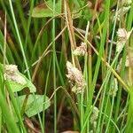 Image result for Isolepis setacea