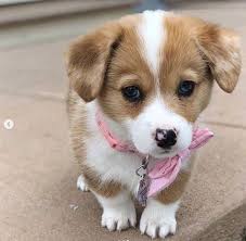 937 Cute Puppy Dog Images With Little Puppy Dog Hd Images
