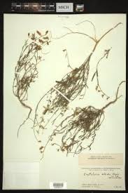 Image result for Crotalaria argyrolobioides