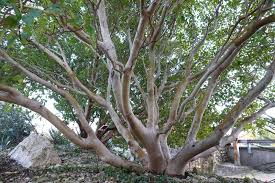 Image result for Andrachne ovalis