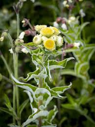 Image result for Helichrysum foetidum