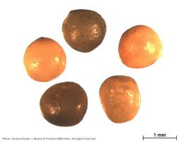 Image result for Indigofera secundiflora