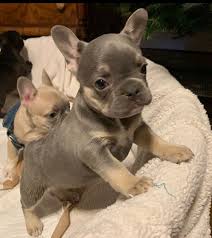 Beautiful french bulldog puppies.adorable french bulldog puppies. Puppies Pure Michigan Frenchies