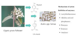 Check spelling or type a new query. Pharmaceuticals Free Full Text Chemical Composition Larvicidal Activity And Enzyme Inhibition Of The Essential Oil Of Lippia Grata Schauer From The Caatinga Biome Against Dengue Vectors Html