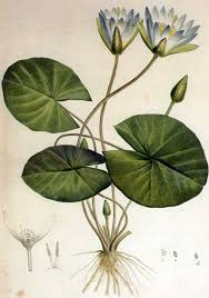 Pin On Botany