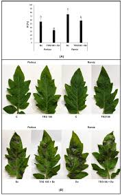 Image result for tomato seedling botrytis