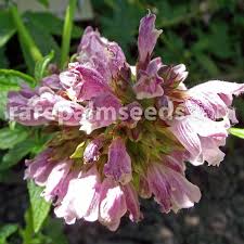 Image result for Achyrospermum aethiopicum