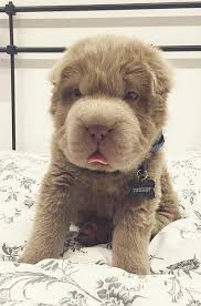 You Re Going To Fall In Love With This Puppy That Looks Like A Teddy Bear Hayvanlar Hayvanlar Alemi Ve Minis