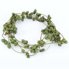 Image result for Diplocyclos